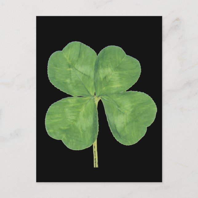 Lucky Vier-Leaf Klee Kleeblatt Postkarte (Vorderseite)
