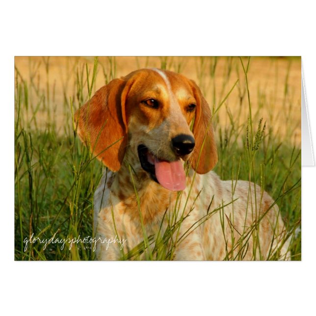 Lucy (Vorderseite (Horizontal))