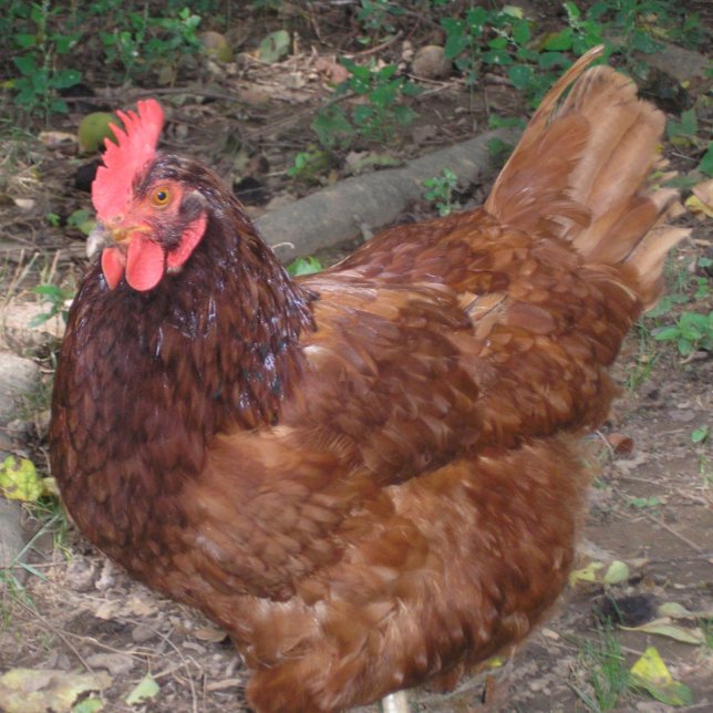 Lucy - Der rote Kopf! Fliese (Von Creator hochgeladen)