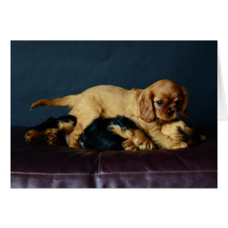 Lucy, die oben ihren Bruder schlägt