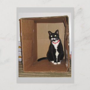 Lucy in einer Box Postkarte