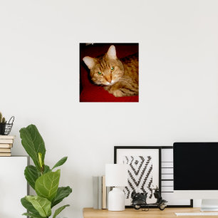 Lucy Kitty Poster
