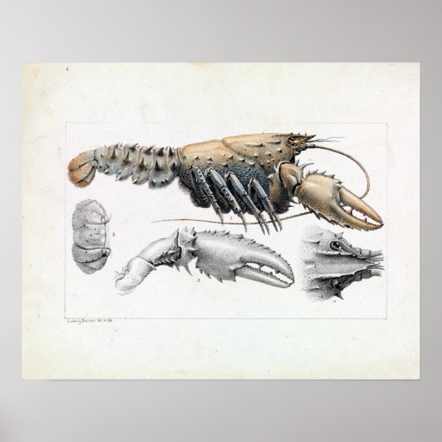 Ludwig Becker Murray Spiny Crayfish Poster (Vorne)