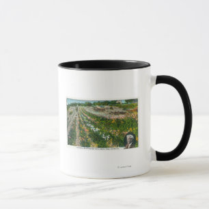 Luftaufnahme von Burbanks Versuchsfarm Tasse