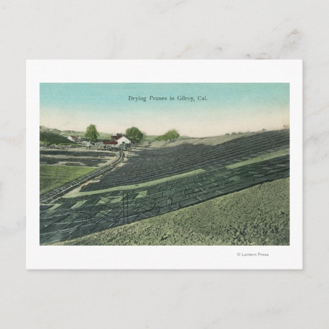 Luftbild der Trockenpflaumen in der Sonne Postkarte (Vorderseite)