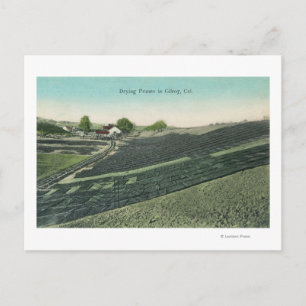 Luftbild der Trockenpflaumen in der Sonne Postkarte