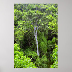 Luftbild des indigenen Waldes, Knysna-Amatole Poster