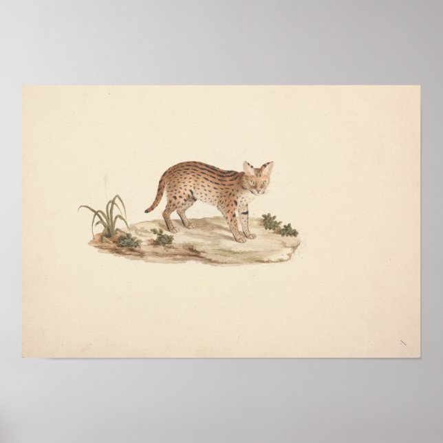 Luigi Balugani - African Wildcat oder Serval Poster (Vorne)
