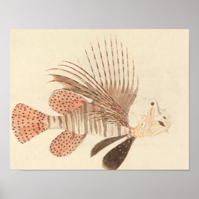 Luigi Balugani - Lionfish Poster (Vorne)
