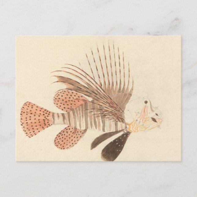 Luigi Balugani - Lionfish Postkarte (Vorderseite)