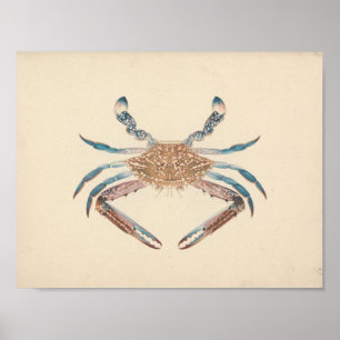 Luigi Balugani - Portunua Pelagicus - Blauer Krebs Poster