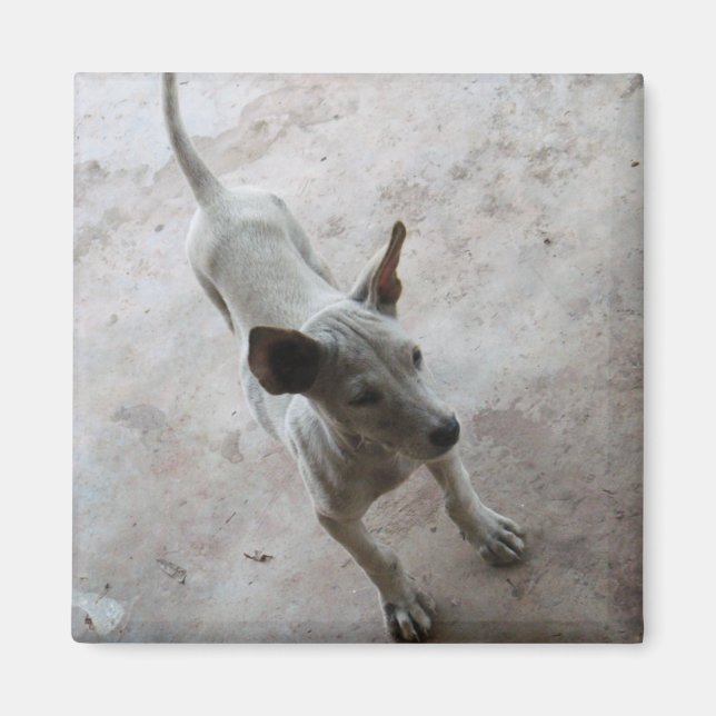 Luk Maa ... Thai Soi Puppy Dog Magnet (Vorne)