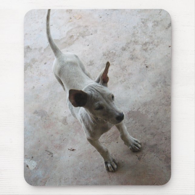 Luk Maa ... Thai Soi Puppy Dog Mousepad (Vorne)