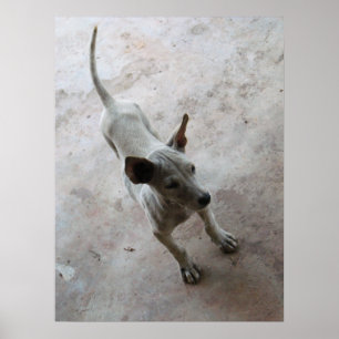 Luk Maa ... Thai Soi Puppy Dog Poster