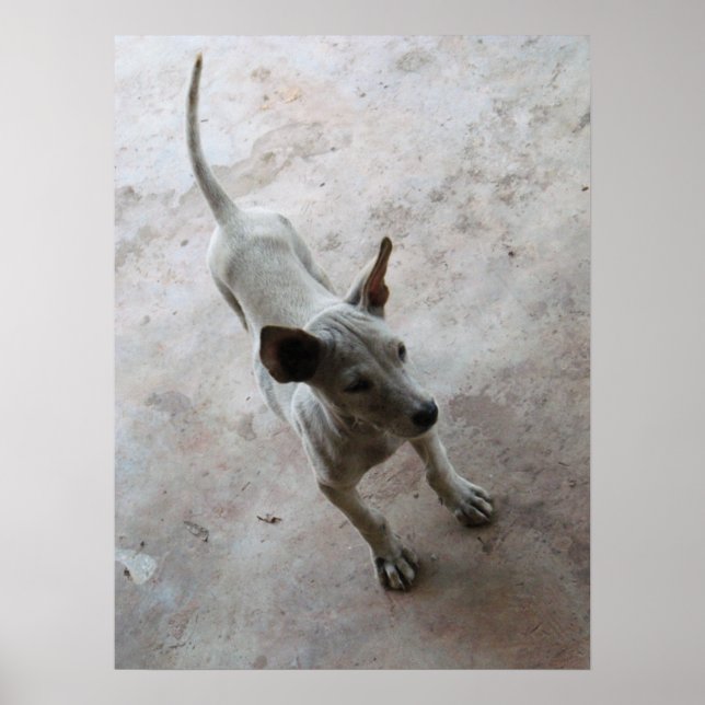 Luk Maa ... Thai Soi Puppy Dog Poster (Vorne)
