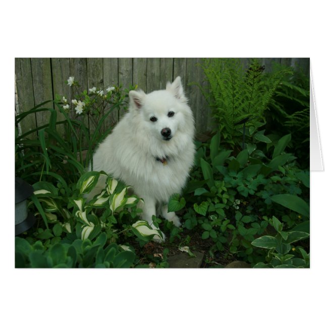 Luka (Vorderseite (Horizontal))