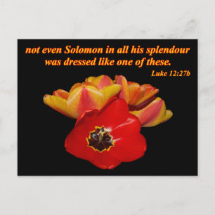 Luke 12:27b und helle Tulpen Postkarte