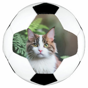Lulu Die Ragdoll Katze, Soccerball Fußball