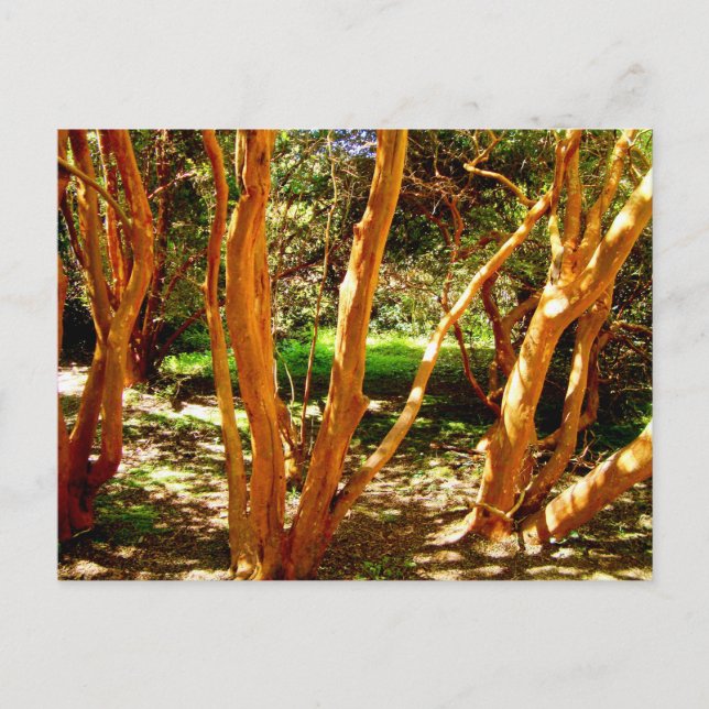 Luma apiculata, Chile Postkarte (Vorderseite)