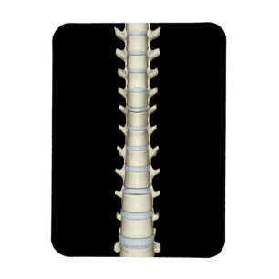 Lumbar und Thorakische Vertebrae Magnet