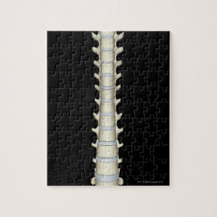 Lumbar und Thorakische Vertebrae Puzzle