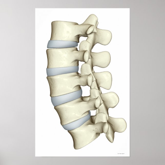 Lumbar Vertebrae 2 Poster (Vorne)