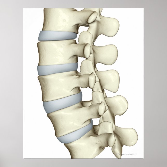 Lumbar Vertebrae Poster (Vorne)
