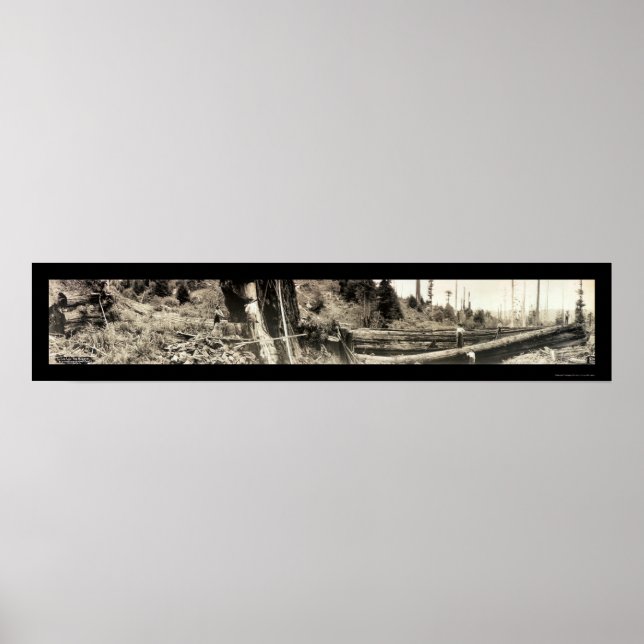 Lumberjack Redwoods Foto 1915 Poster (Vorne)