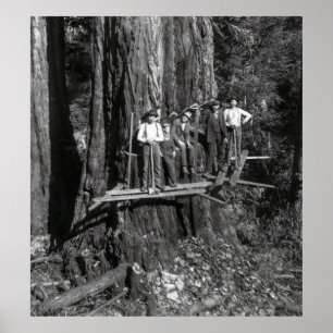 LUMBERJACKS HIGH on a REDWOOD c. 1889 Poster