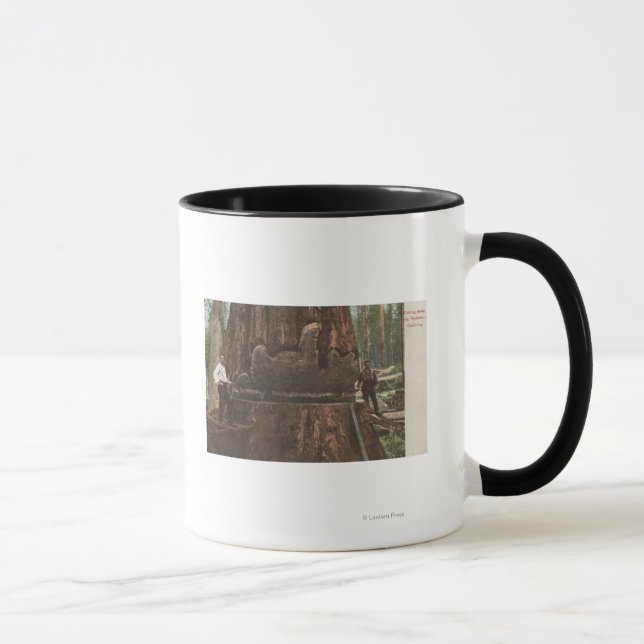 Lumberjacks unterbinden einen Redwood-Baum Tasse (Rechts)
