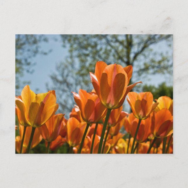 Luminous Orange Tulips Postkarte (Vorderseite)