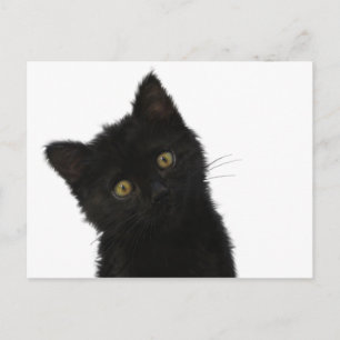 Luna Bella Black Kitten Postkarte