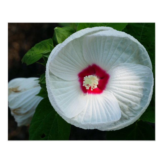 Luna Hibiskus Poster (Vorderseite)