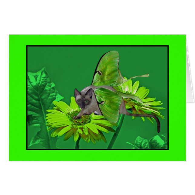 Luna-Katzevibrierender grüner Gerbera (Vorderseite (Horizontal))