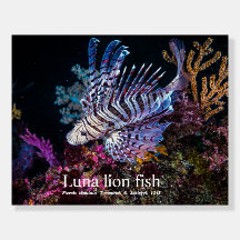 Luna, Löwe, Pterois lunulata,