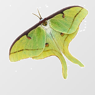 Luna Moth Artwork in lebendiger Farbe Fensteraufkleber