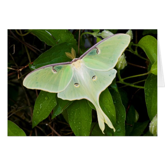 Luna Moth auf Carnaby Clematis (Vorderseite (Horizontal))