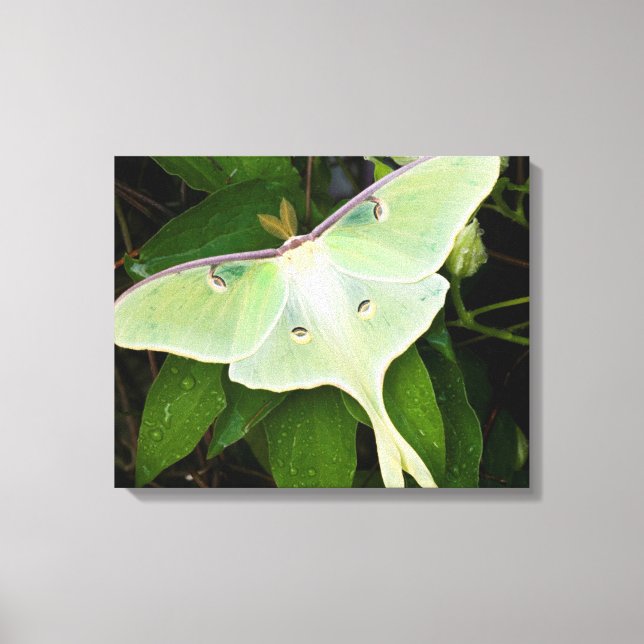 Luna Moth auf Carnaby Clematis Leinwanddruck (Vorderseite)