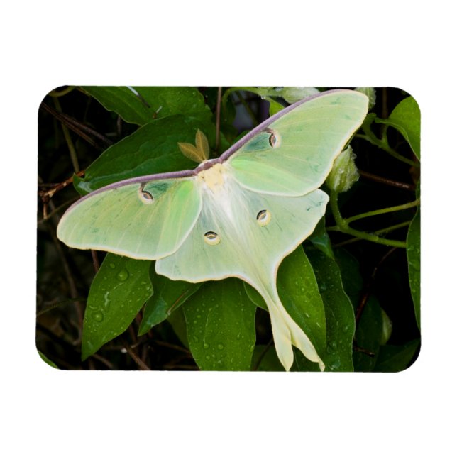 Luna Moth auf Carnaby Clematis Magnet (Horizontal)
