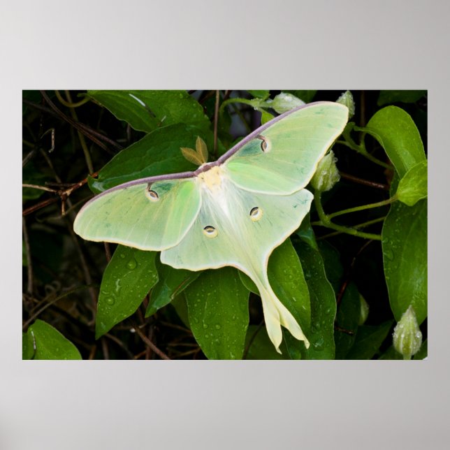Luna Moth auf Carnaby Clematis Poster (Vorne)