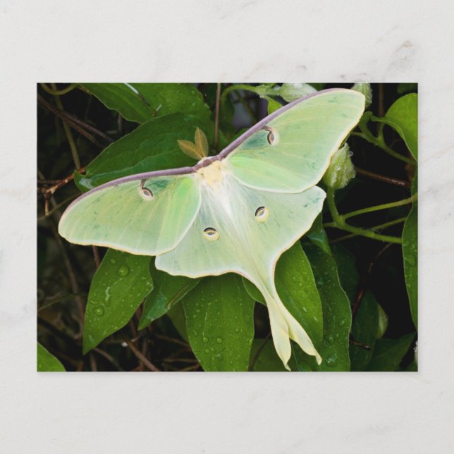 Luna Moth auf Carnaby Clematis Postkarte (Vorderseite)