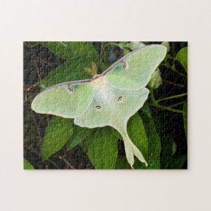 Luna Moth auf Carnaby Clematis Puzzle