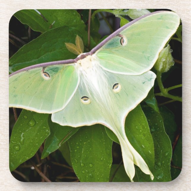 Luna Moth auf Carnaby Clematis Untersetzer (Vorderseite)