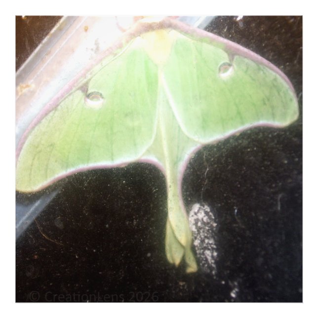 Luna Moth Close-Up Fotodruck (Vorne)