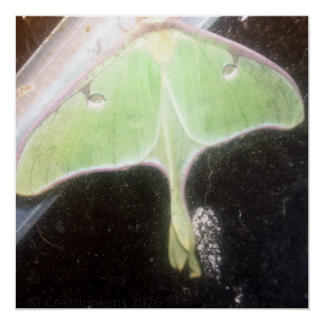 Luna Moth Close-Up Poster (Vorderseite)