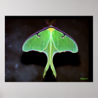 Luna Moth Foto Poster