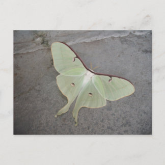 Luna Moth grauer Hintergrund Postkarte