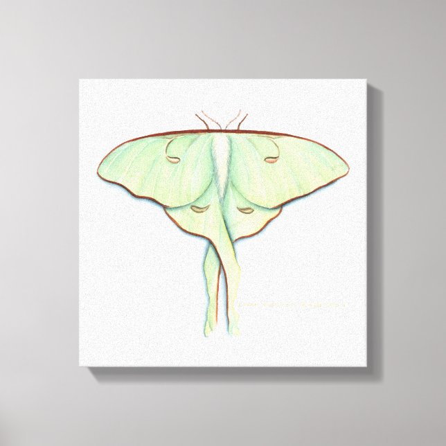 Luna Moth Leinwanddruck (Vorderseite)