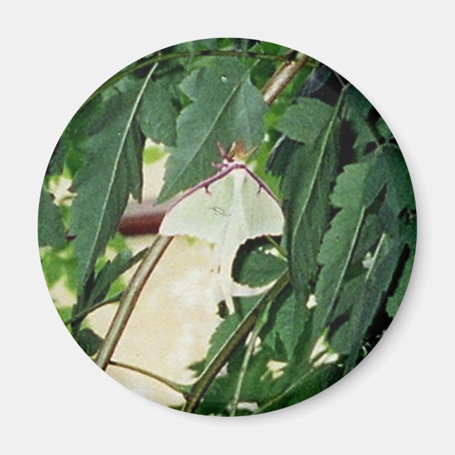 Luna Moth Magnet (Vorne)