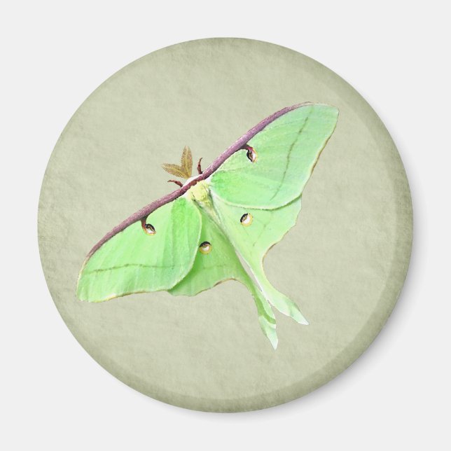 Luna Moth Magnet (Vorne)
